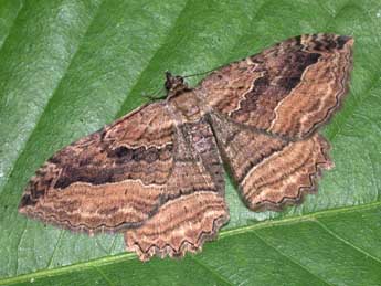 Philereme transversata Hfn. adulte - �Philippe Mothiron