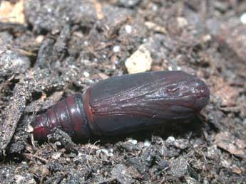  Chrysalide de Philereme transversata Hfn. - �Philippe Mothiron