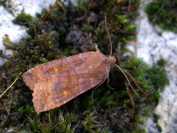 Eupsilia transversa Hfn. adulte - �Philippe Mothiron