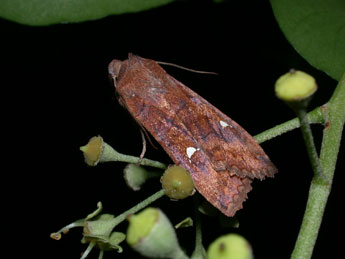 Eupsilia transversa Hfn. adulte - �Philippe Mothiron