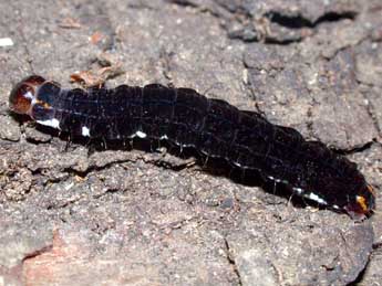  Chenille de Eupsilia transversa Hfn. - �Philippe Mothiron