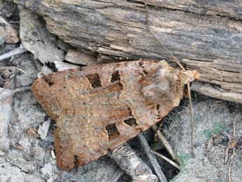 Xestia triangulum Hfn. adulte - �Daniel Morel