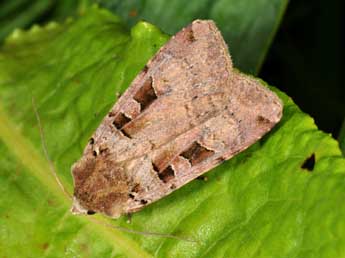 Xestia triangulum Hfn. adulte - �Philippe Mothiron