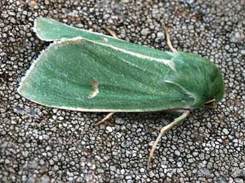 Calamia tridens Hfn. adulte - �Daniel Morel