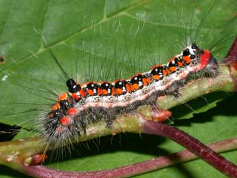  Chenille de Acronicta tridens D. & S. - �Philippe Mothiron