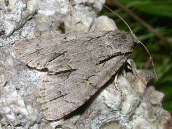 Acronicta tridens D. & S. adulte - �Philippe Mothiron