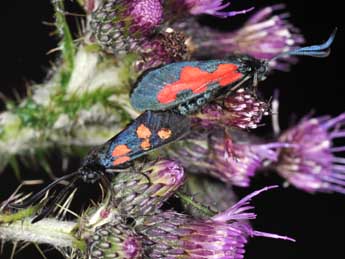 Zygaena trifolii Esp. adulte - �Philippe Mothiron