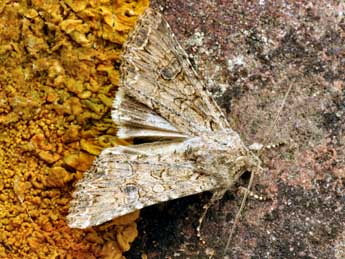 Anarta trifolii Hfn. adulte - �Daniel Morel