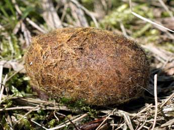  Chrysalide de Lasiocampa trifolii D. & S. - �Serge Wambeke