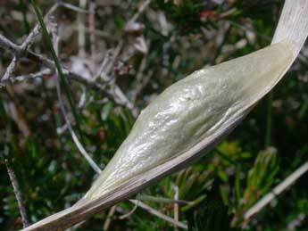  Chrysalide de Zygaena trifolii Esp. - �Philippe Mothiron