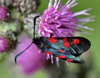 Zygaena trifolii Esp. adulte - �Daniel Morel