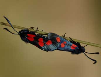 Zygaena trifolii Esp. adulte - �Daniel Morel