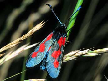 Zygaena trifolii Esp. adulte - �Fran�ois Spill