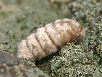 Orgyia trigotephras Bsdv. adulte - �Philippe Bachelard