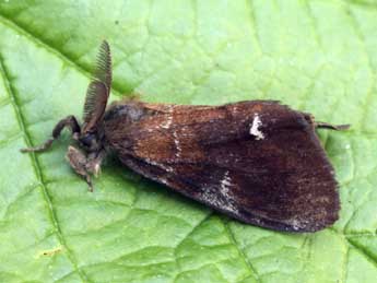 Orgyia trigotephras Bsdv. adulte - �Daniel Morel