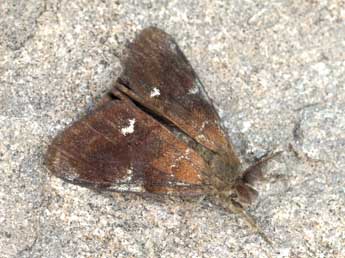 Orgyia trigotephras Bsdv. adulte - �Daniel Morel