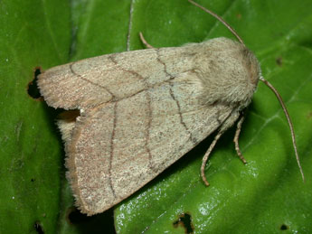 Charanyca trigrammica Hfn. adulte - �Philippe Mothiron