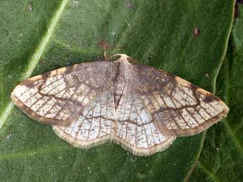 Stegania trimaculata Vill. adulte - �Daniel Morel