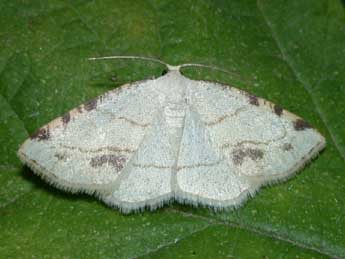 Stegania trimaculata Vill. adulte - �Philippe Mothiron