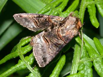 Abrostola tripartita Hfn. adulte - �Philippe Mothiron