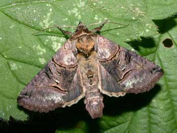 Abrostola tripartita Hfn. adulte - �Philippe Mothiron