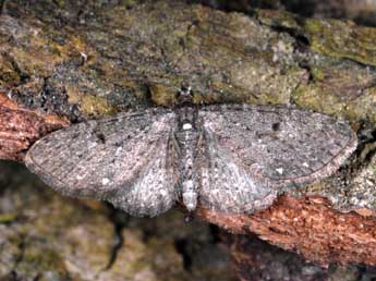 Eupithecia tripunctaria H.-S. adulte - �Alexis Borges