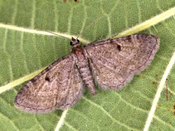 Eupithecia selinata H.-S. adulte - �Daniel Morel
