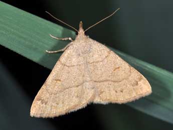 Paracolax tristalis F. adulte - �Philippe Mothiron