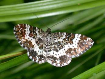 Epirrhoe tristata L. adulte - �Philippe Mothiron