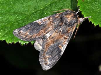 Notodonta tritophus D. & S. adulte - �Philippe Mothiron