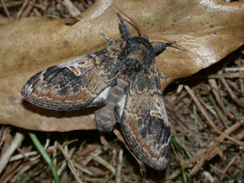 Notodonta tritophus D. & S. adulte - �Philippe Mothiron