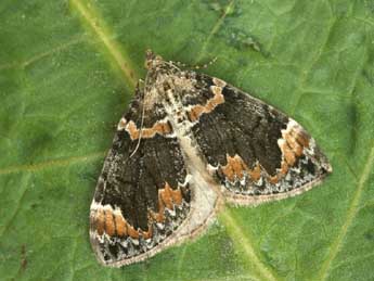 Dysstroma truncata Hfn. adulte - �Daniel Morel