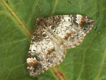 Dysstroma truncata Hfn. adulte - �Daniel Morel