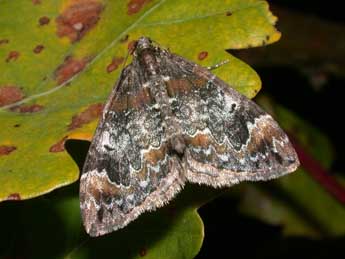 Dysstroma truncata Hfn. adulte - �Philippe Mothiron