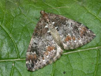 Dysstroma truncata Hfn. adulte - �Philippe Mothiron