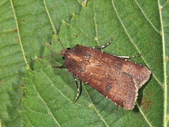 Agrotis trux Hb. adulte - �Philippe Mothiron