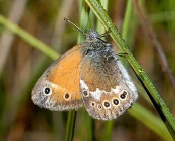 Coenonympha tullia M�ller adulte - �Michel Rauch