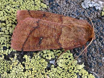 Mythimna turca L. adulte - �Daniel Morel