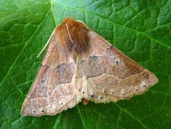 Crocallis tusciaria Bkh. adulte - �Wouter Moerland