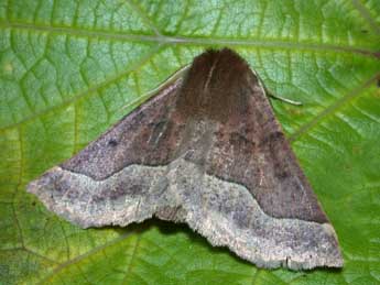 Crocallis tusciaria Bkh. adulte - �Philippe Mothiron