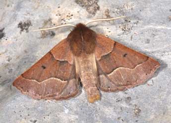 Crocallis tusciaria Bkh. adulte - �Philippe Mothiron