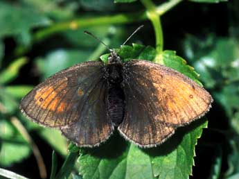 Erebia tyndarus Esp. adulte - �Tristan Lafranchis