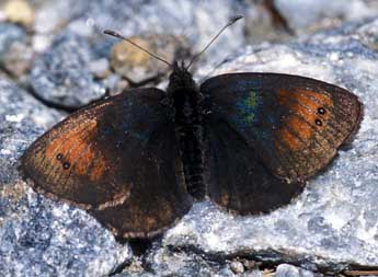 Erebia tyndarus Esp. adulte - �Tristan Lafranchis