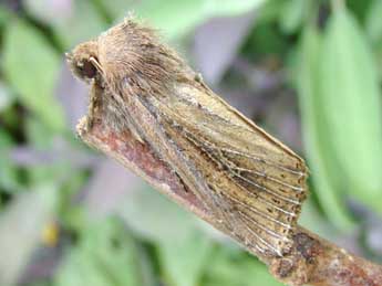 Nonagria typhae Thnbg adulte - �Brigitte Seys