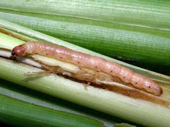  Chenille de Nonagria typhae Thnbg - �Serge Wambeke