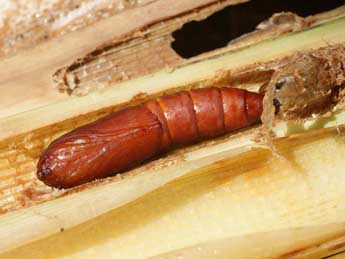  Chrysalide de Nonagria typhae Thnbg - �Serge Wambeke