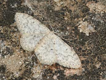 Idaea typicata Gn. adulte - �Daniel Morel