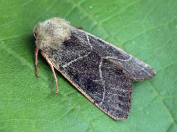 Pseudenargia ulicis Stgr adulte - �Daniel Morel