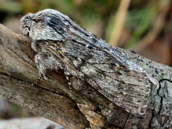 Dicranura ulmi D. & S. adulte - �Daniel Morel