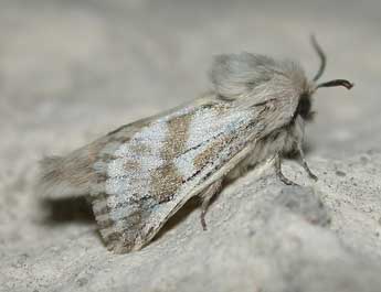 Dyspessa ulula Bkh. adulte - �Philippe Mothiron